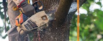 Best Utility Line Clearance  in Fort Thomas, KY