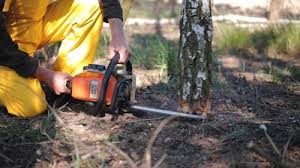 Best Pest Control for Lawns  in Fort Thomas, KY