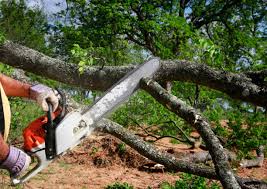 Best Pest Control for Lawns  in Fort Thomas, KY