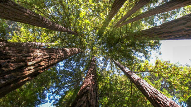 Professional Tree Services in Fort Thomas, KY