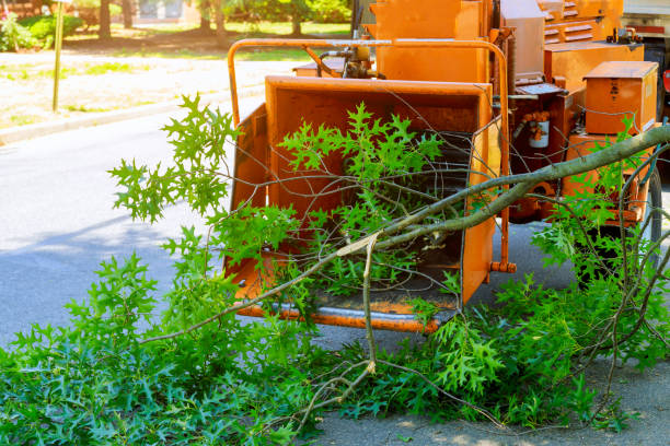 Best Grass Overseeding  in Fort Thomas, KY