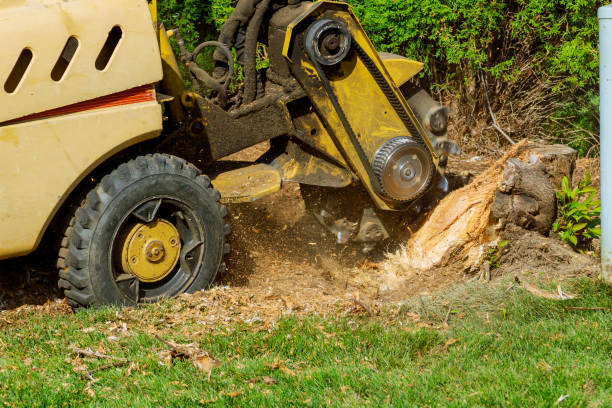 Best Arborist Consultation Services  in Fort Thomas, KY