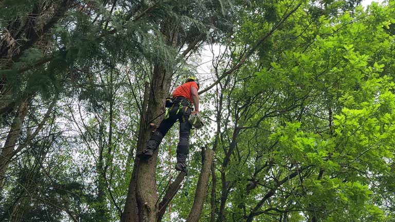 Best Palm Tree Trimming  in Fort Thomas, KY