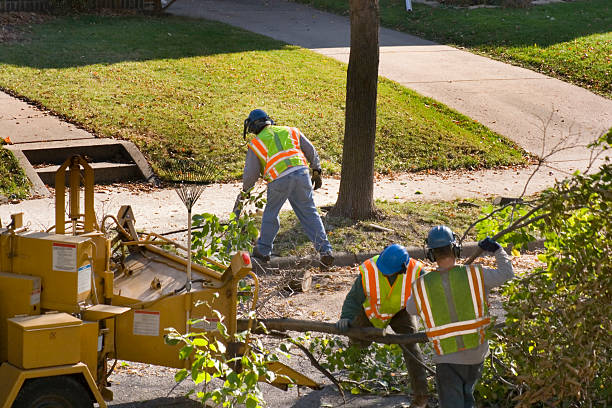 Best Lawn Pest Prevention  in Fort Thomas, KY