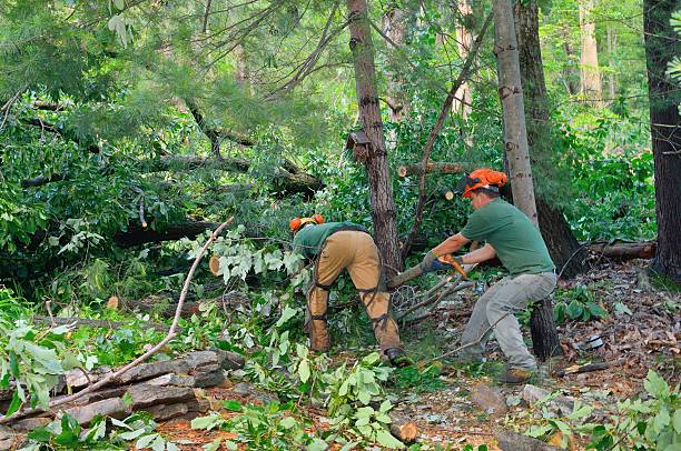 Best Lawn Maintenance Plans  in Fort Thomas, KY