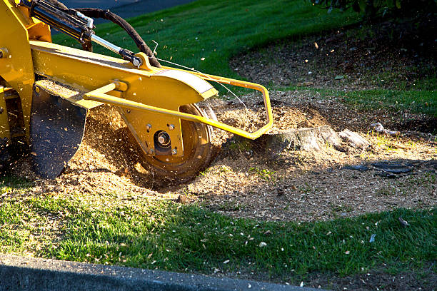 Best Tree Preservation Services  in Fort Thomas, KY