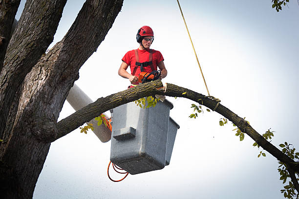 How Our Tree Care Process Works  in  Fort Thomas, KY