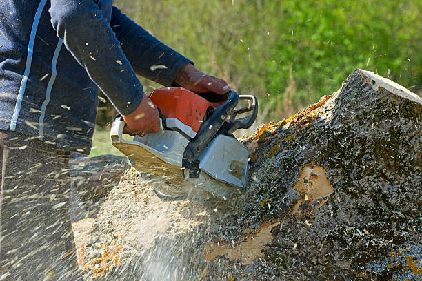 Best Tree Cabling and Bracing  in Fort Thomas, KY