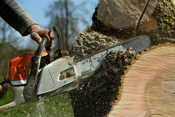 Best Emergency Tree Removal  in Fort Thomas, KY