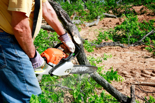 Best Tree Risk Assessment  in Fort Thomas, KY